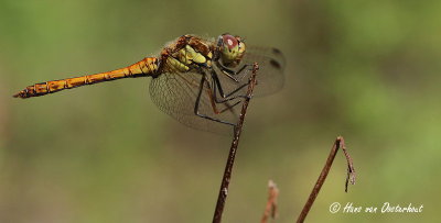 Steenrode Heidelibel Laarder Wasmeer 5 augustus 2014