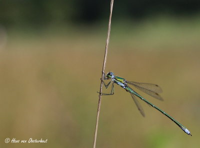 Tengere Pantserjuffer Drouwenerveld 24 augustus 2014