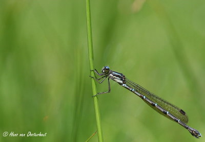 Austrolestes colensonis