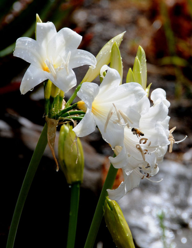 UC Botanical Gardens