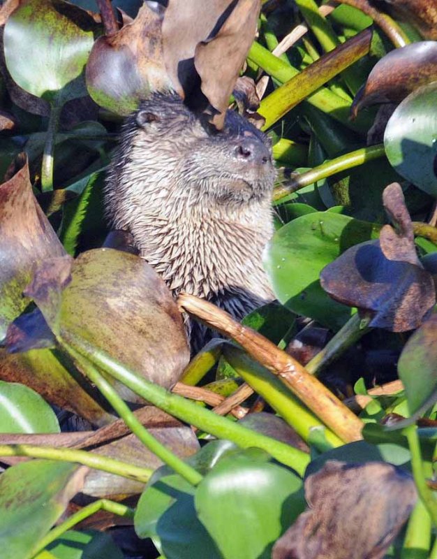 California River Otter