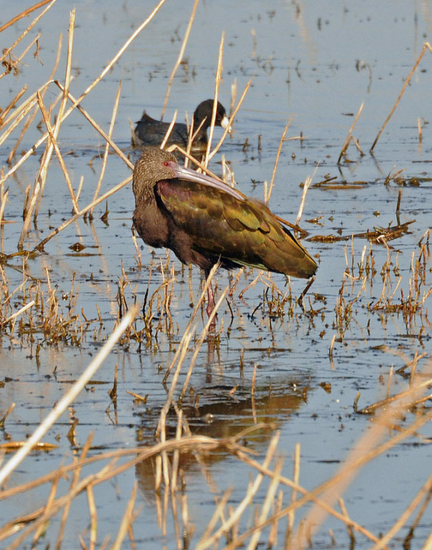 white faced ibis...Merced Nat'l Wildlife Refuge