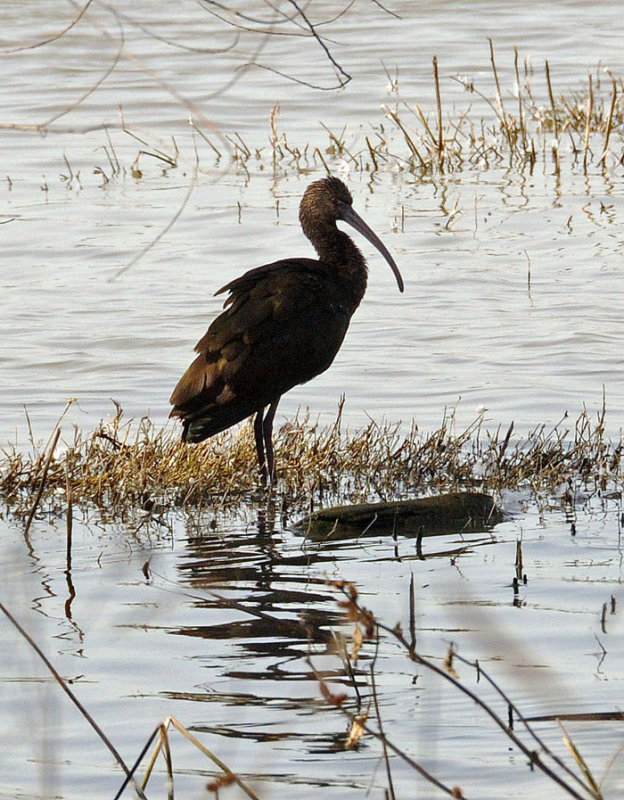 white faced ibis...Merced Nat'l Wildlife Refuge