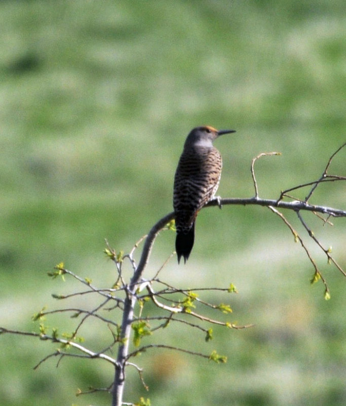 Flora & Fauna Around Mt. Diablo