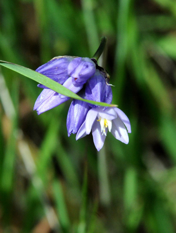 Flora & Fauna Around Mt. Diablo