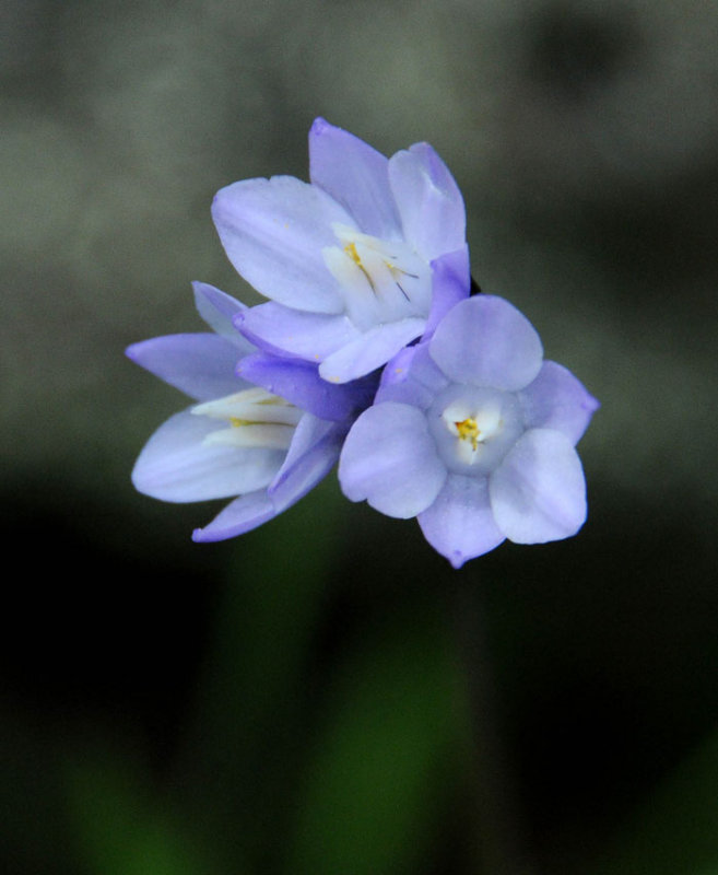 Flora & Fauna Around Mt. Diablo