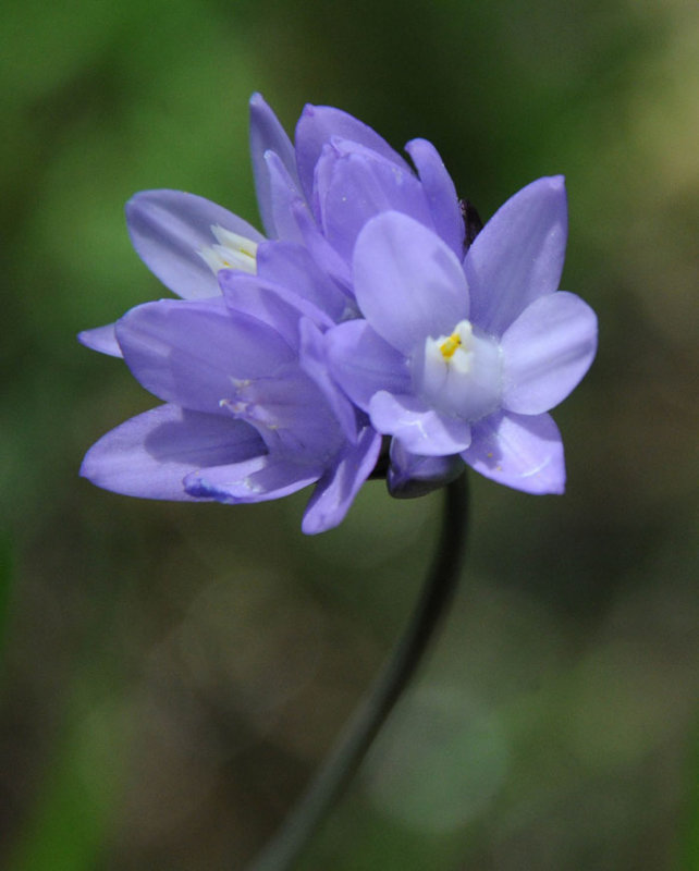 Flora & Fauna Around Mt. Diablo