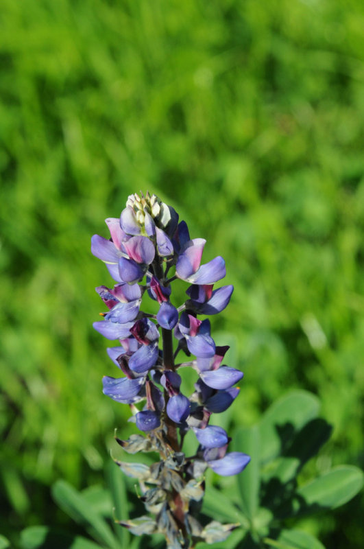 Flora & Fauna Around Mt. Diablo