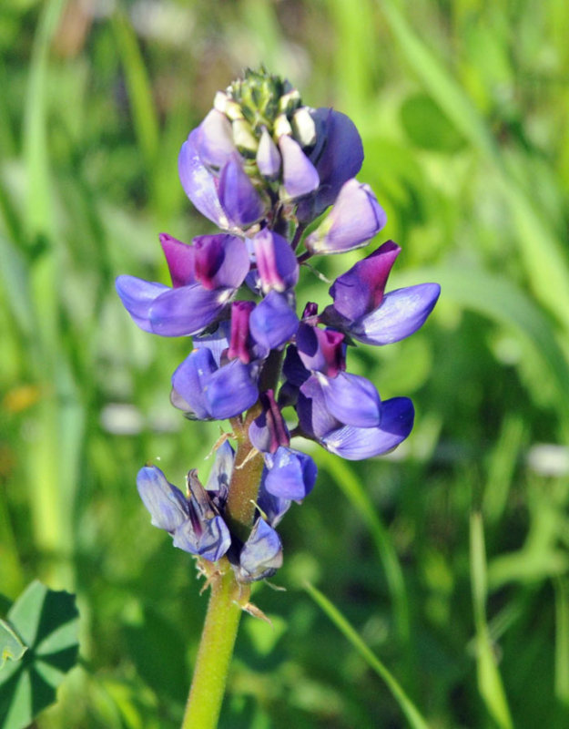 Flora & Fauna Around Mt. Diablo