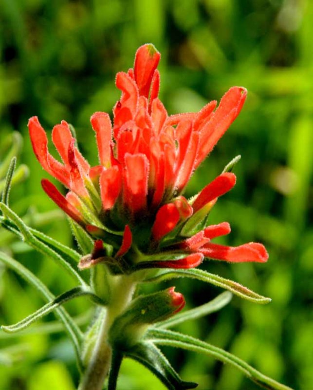 Flora & Fauna Around Mt. Diablo