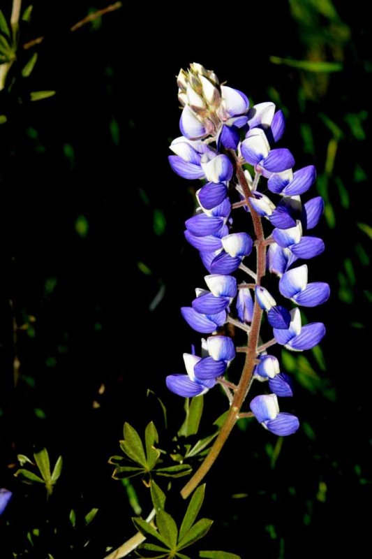 Flora & Fauna Around Mt. Diablo