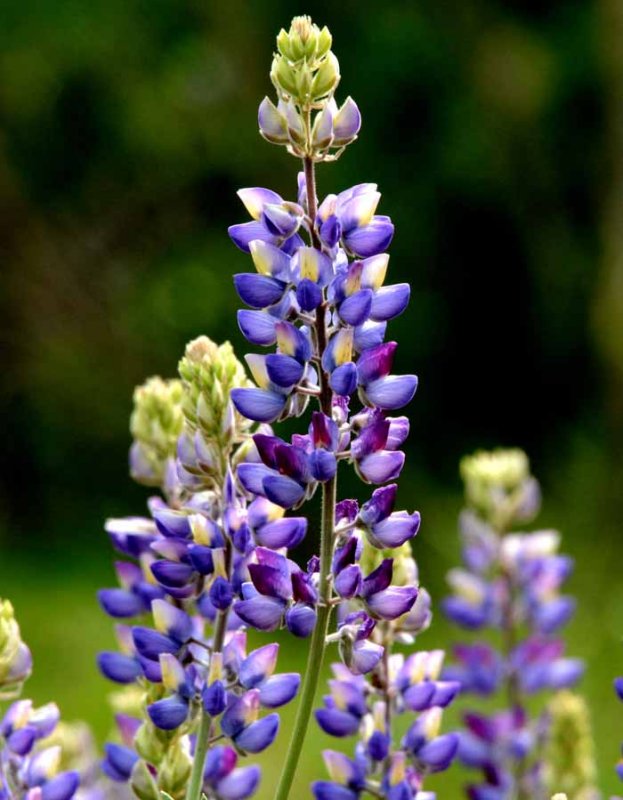 Flora & Fauna Around Mt. Diablo