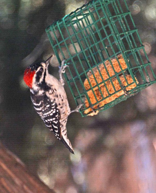 backyard breakfast