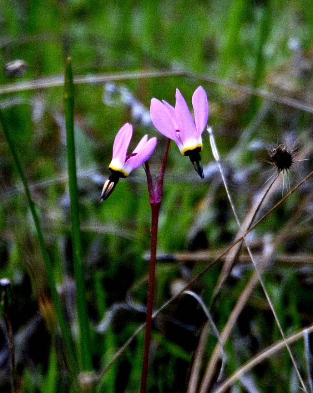 Flora & Fauna Around Mt. Diablo