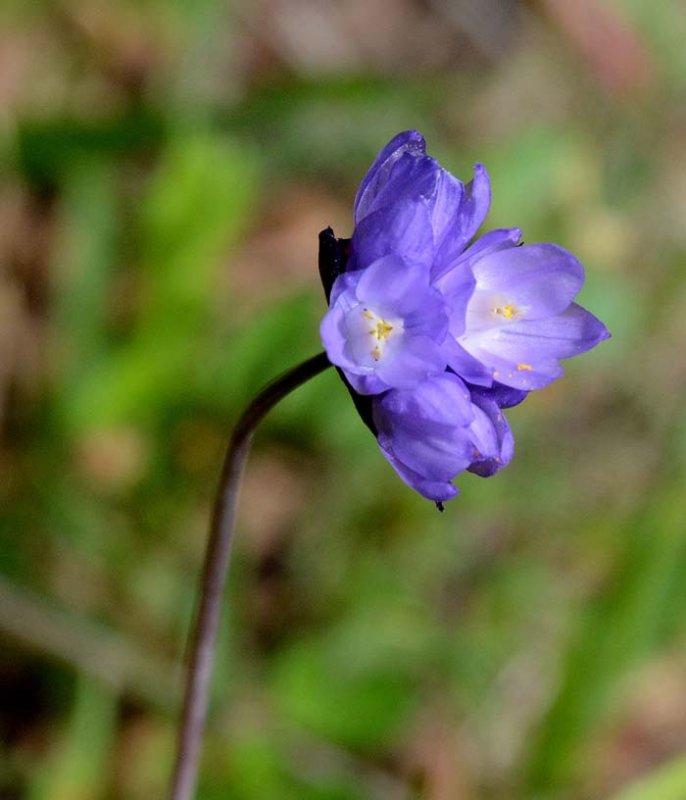 Flora & Fauna Around Mt. Diablo