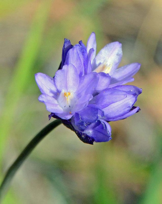 Flora & Fauna Around Mt. Diablo