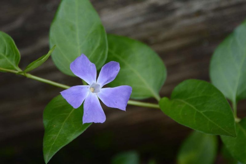 periwinkle...the rains' reward