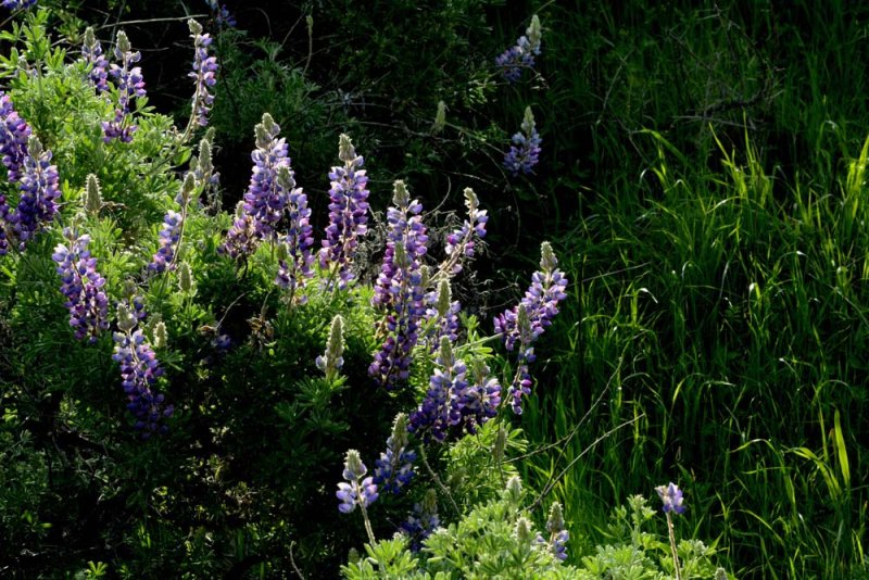 Flora & Fauna Around Mt. Diablo