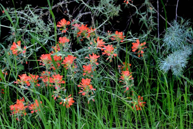 Flora & Fauna Around Mt. Diablo