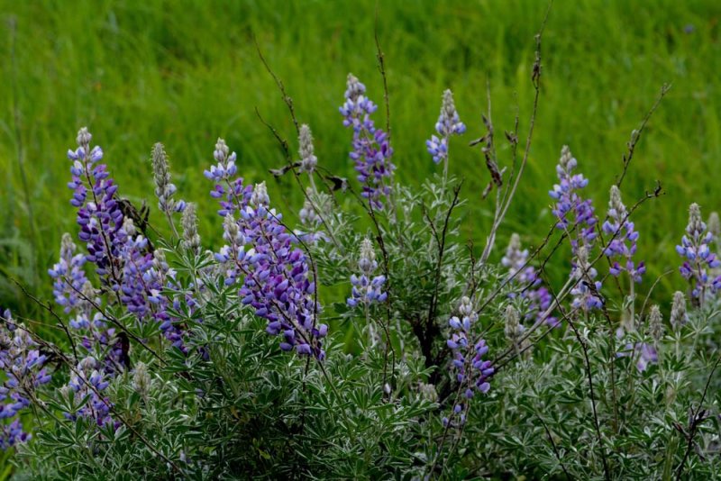 Flora & Fauna Around Mt. Diablo