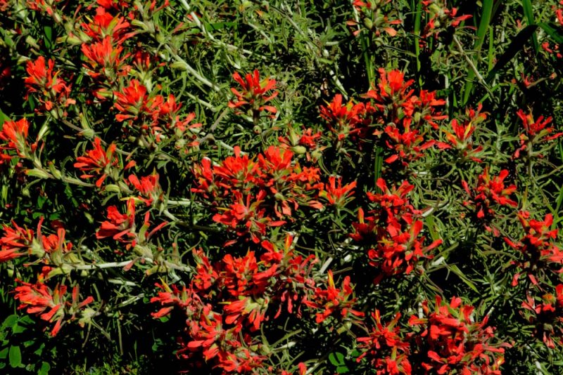 Flora & Fauna Around Mt. Diablo