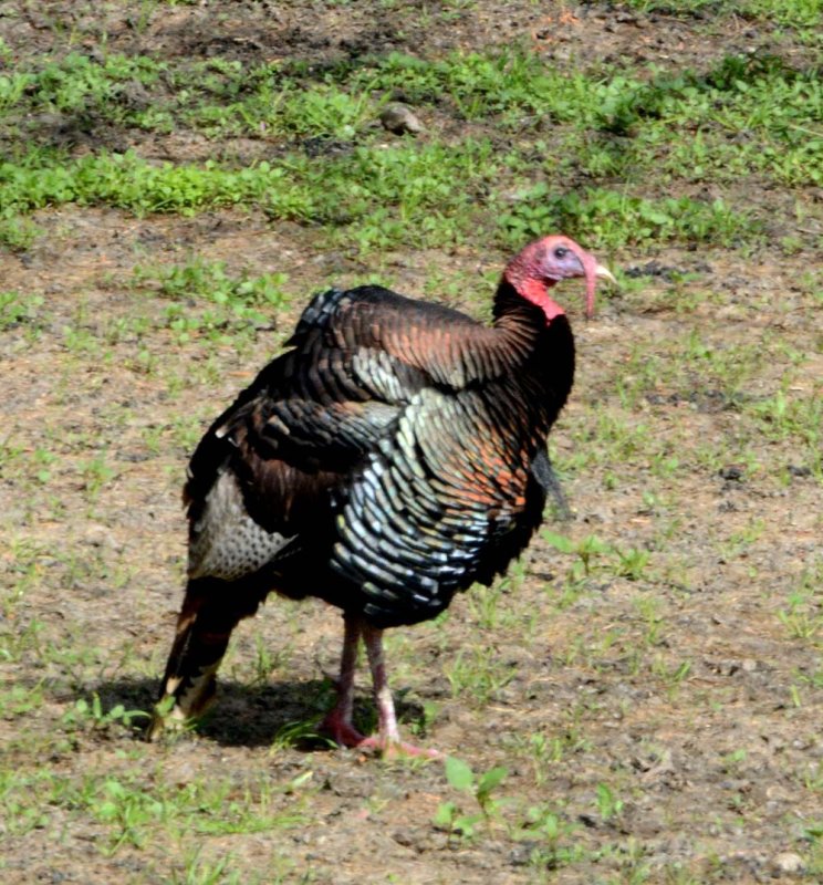 Flora & Fauna Around Mt. Diablo