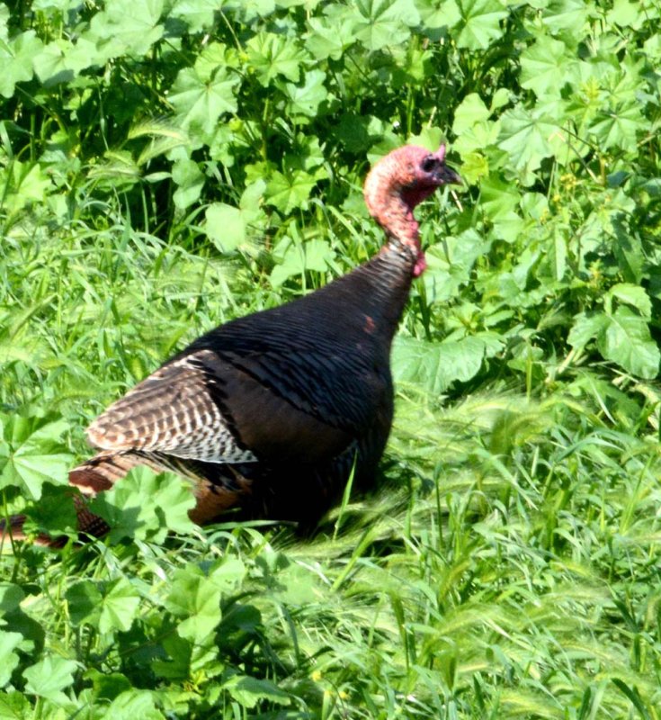 Flora & Fauna Around Mt. Diablo