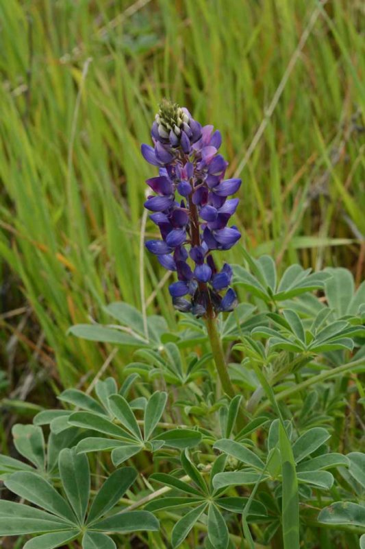 Flora & Fauna Around Mt. Diablo