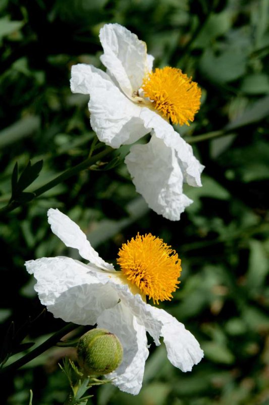 Matilija Poppy