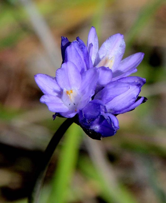 Flora & Fauna Around Mt. Diablo