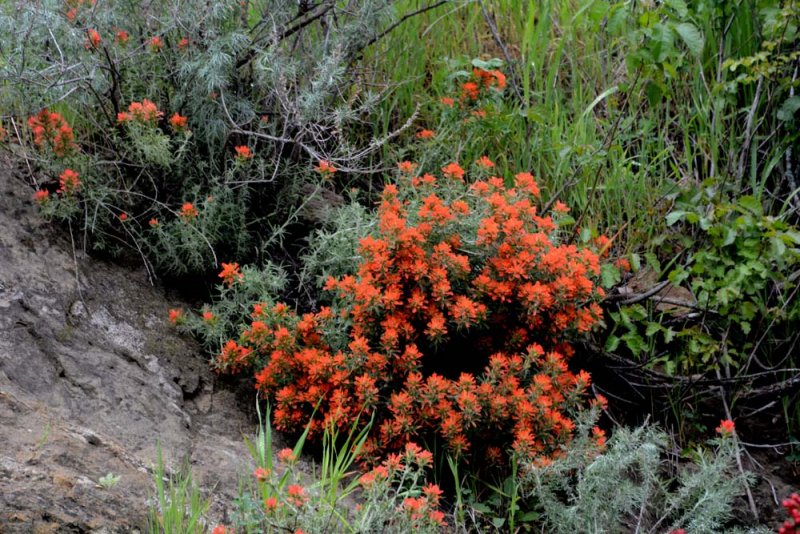 Flora & Fauna Around Mt. Diablo