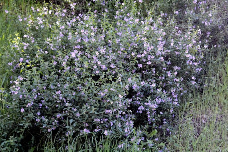 Flora & Fauna Around Mt. Diablo