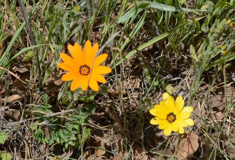 Flora & Fauna Around Mt. Diablo