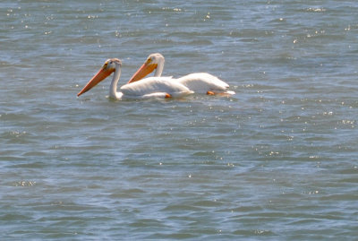 Bodega Bay  & The Sonoma Coast