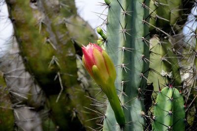 Desert Blooms & Succulents