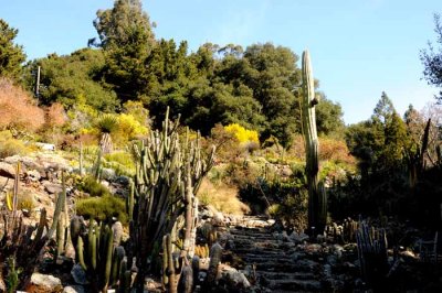 Desert Blooms & Succulents