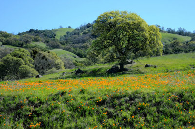 poppies on the mountain...Spring