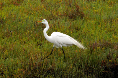 Bolsa Chica Wetlands