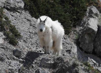 Jasper National Park, 2014