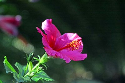 Flowers From the Garden