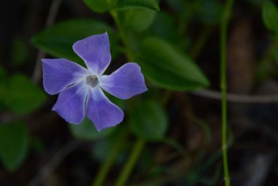 Flowers From the Garden