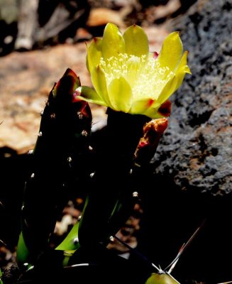 Desert Blooms & Succulents