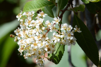 Flowers From the Garden