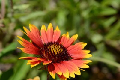 Flowers From the Garden