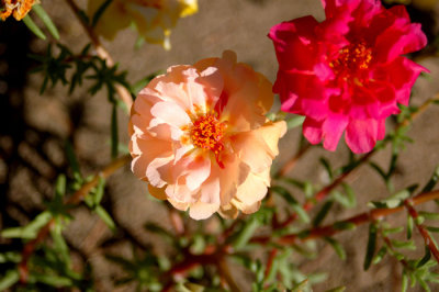 Flowers From the Garden