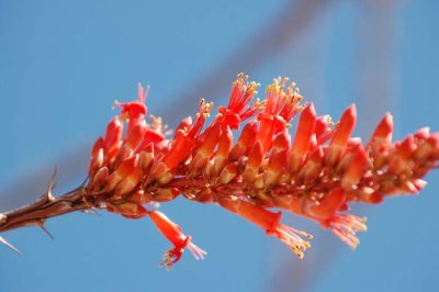 Desert Blooms & Succulents