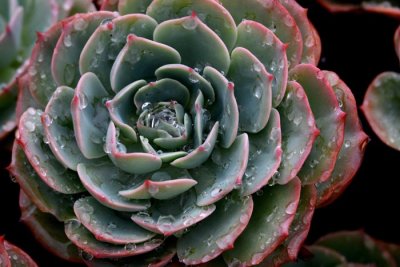 Desert Blooms & Succulents