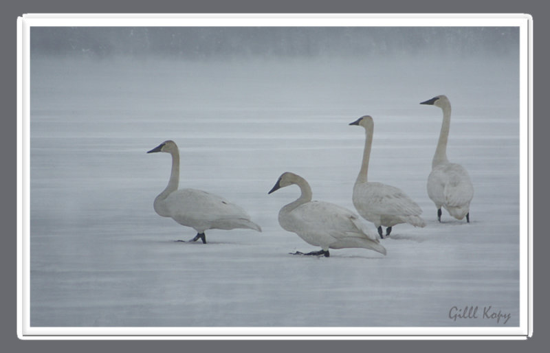 Misty swans.jpg