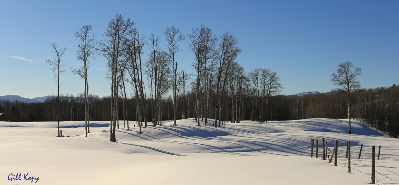 Snowy Fields.jpg