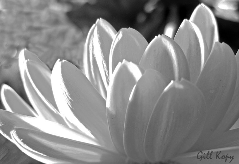 Sunlit petals.jpg